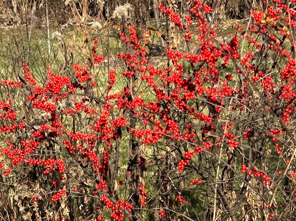 Deciduous holly (Illex decidua 'Winter Red')